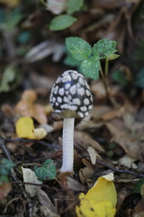 Coprinopsis picacea