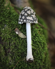 Coprinopsis picacea