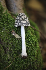 Coprinopsis picacea