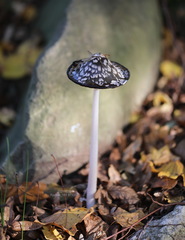 Coprinopsis picacea