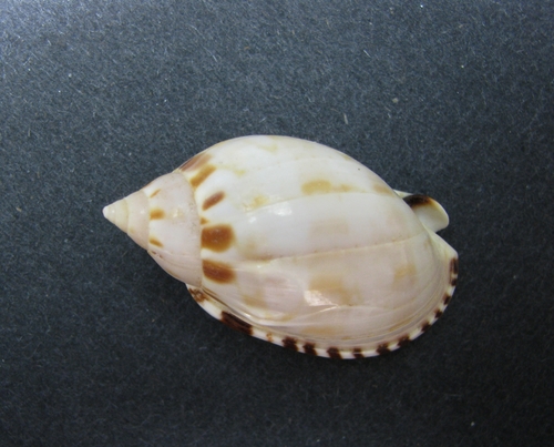 Common Bonnet Snail