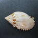Polynesian Bonnet Snail - Photo (c) David  Eickhoff, some rights reserved (CC BY-NC-SA)