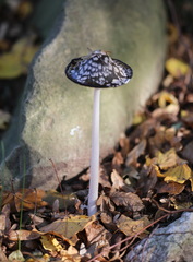 Coprinopsis picacea