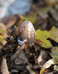 Coprinopsis picacea