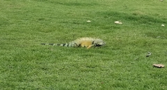 Iguana iguana