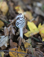 Coprinopsis picacea