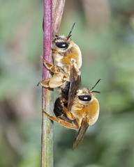 Caupolicana electa
