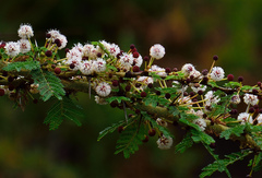 Vachellia xanthophloea