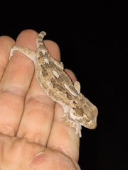 Tarentola chazaliae