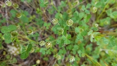 Trifolium microdon