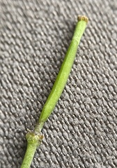 Diplotaxis tenuifolia