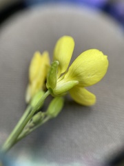 Diplotaxis tenuifolia