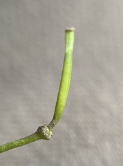 Diplotaxis tenuifolia