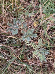Astragalus sempervirens