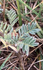 Astragalus sempervirens