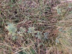 Astragalus sempervirens