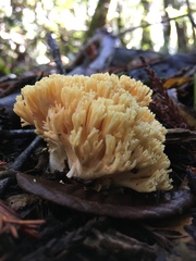 Ramaria flava