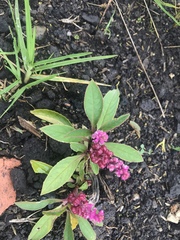 Phytolacca bogotensis