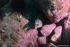 Honeycomb Moray photo 2