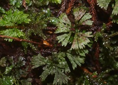 Hymenophyton flabellatum