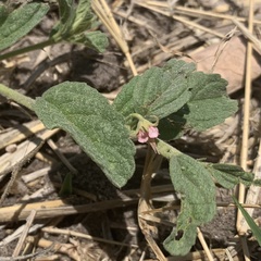 Hermannia eenii