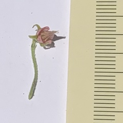Hermannia eenii