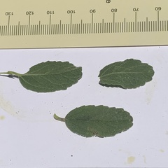Hermannia eenii