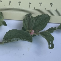 Hermannia eenii