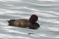 Netta erythrophthalma