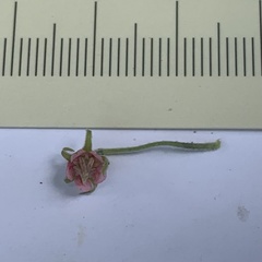 Hermannia eenii