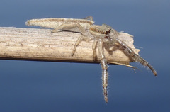 Festucula leroyae