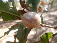 Striatoandricus aciculatus