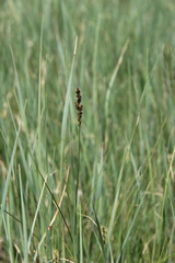 Carex disticha