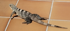 Ctenosaura similis