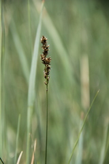 Carex disticha