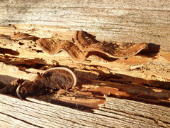 Gloeophyllum trabeum