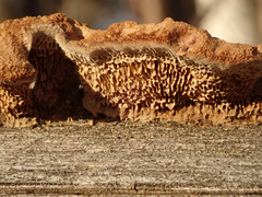 Gloeophyllum trabeum