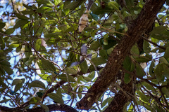 Baeolophus bicolor image