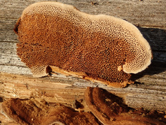 Gloeophyllum trabeum