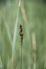Carex disticha