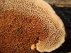 Gloeophyllum trabeum