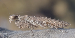 Eremiaphilidae