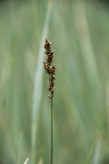 Carex disticha