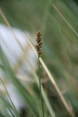 Carex disticha