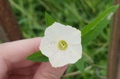 Distimake quinquefolius