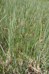 Carex disticha