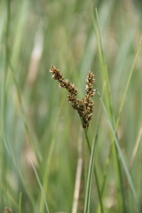 Carex disticha