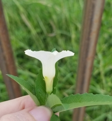 Distimake quinquefolius