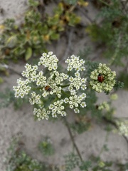 Dasispermum suffruticosum