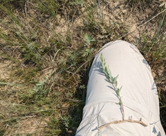 Comandra umbellata pallida